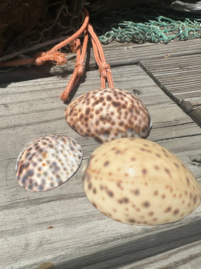 Vintage Sliced Tiger Cowrie Shell