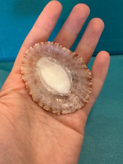 Pink Rayed Limpet - Cymbula miniata with Documentation