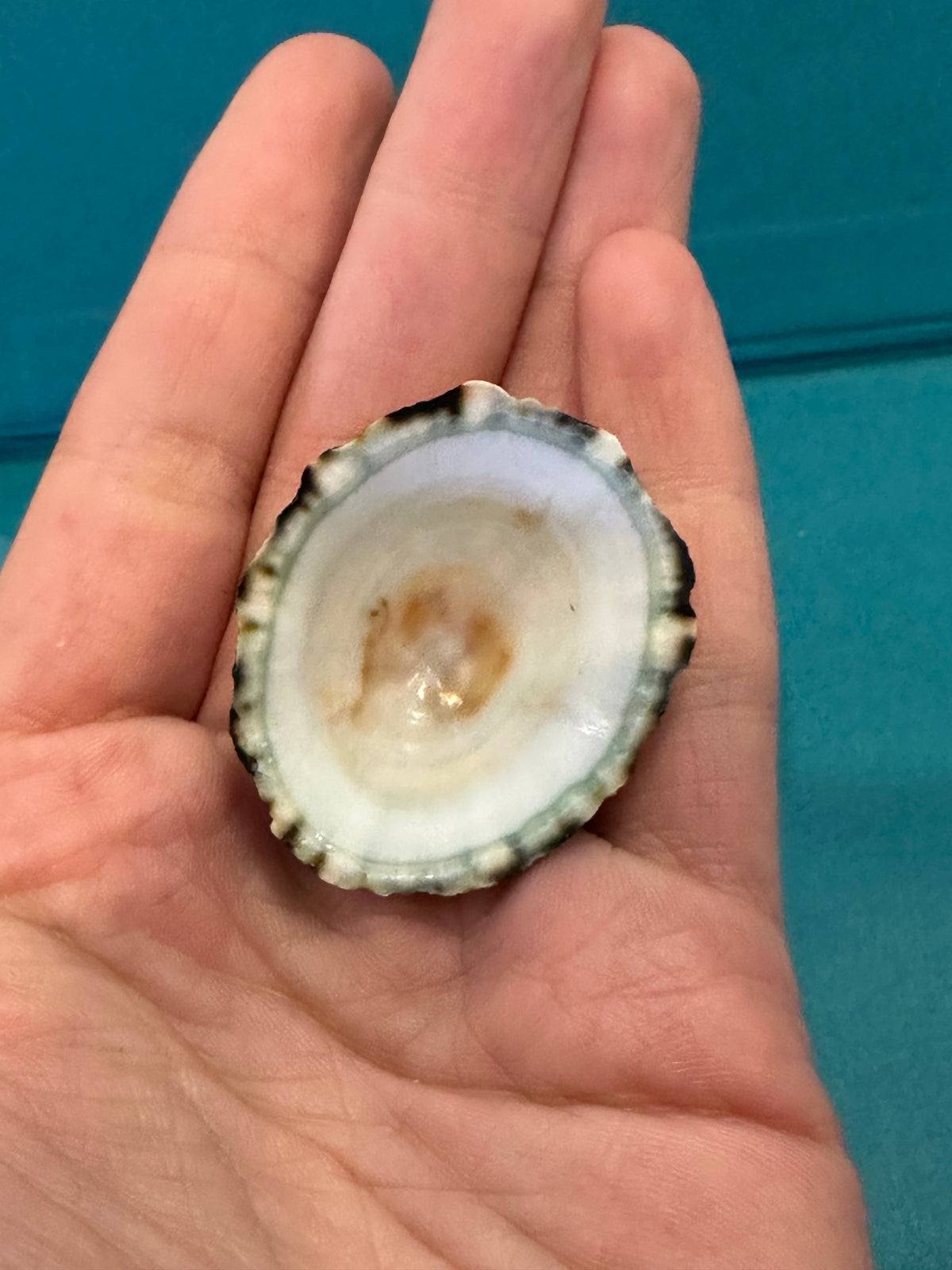 Zebra Limpet - Scurria zebrina with Documentation