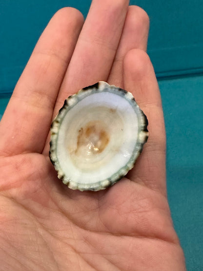 Zebra Limpet - Scurria zebrina with Documentation