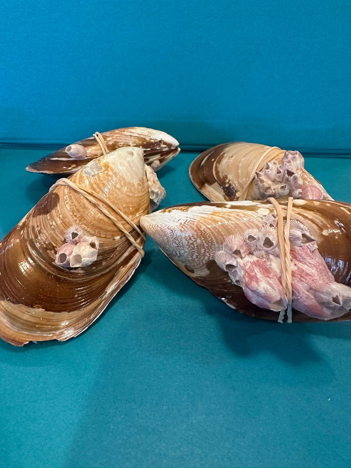 Natural Mussel Shell Pairs with Barnacles