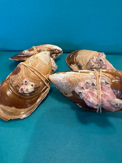 Natural Mussel Shell Pairs with Barnacles