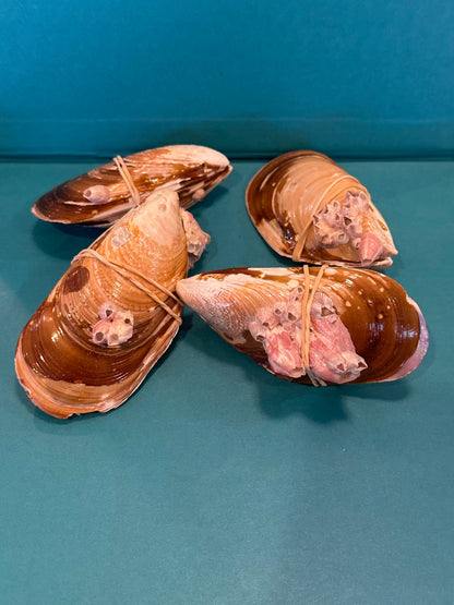 Natural Mussel Shell Pairs with Barnacles