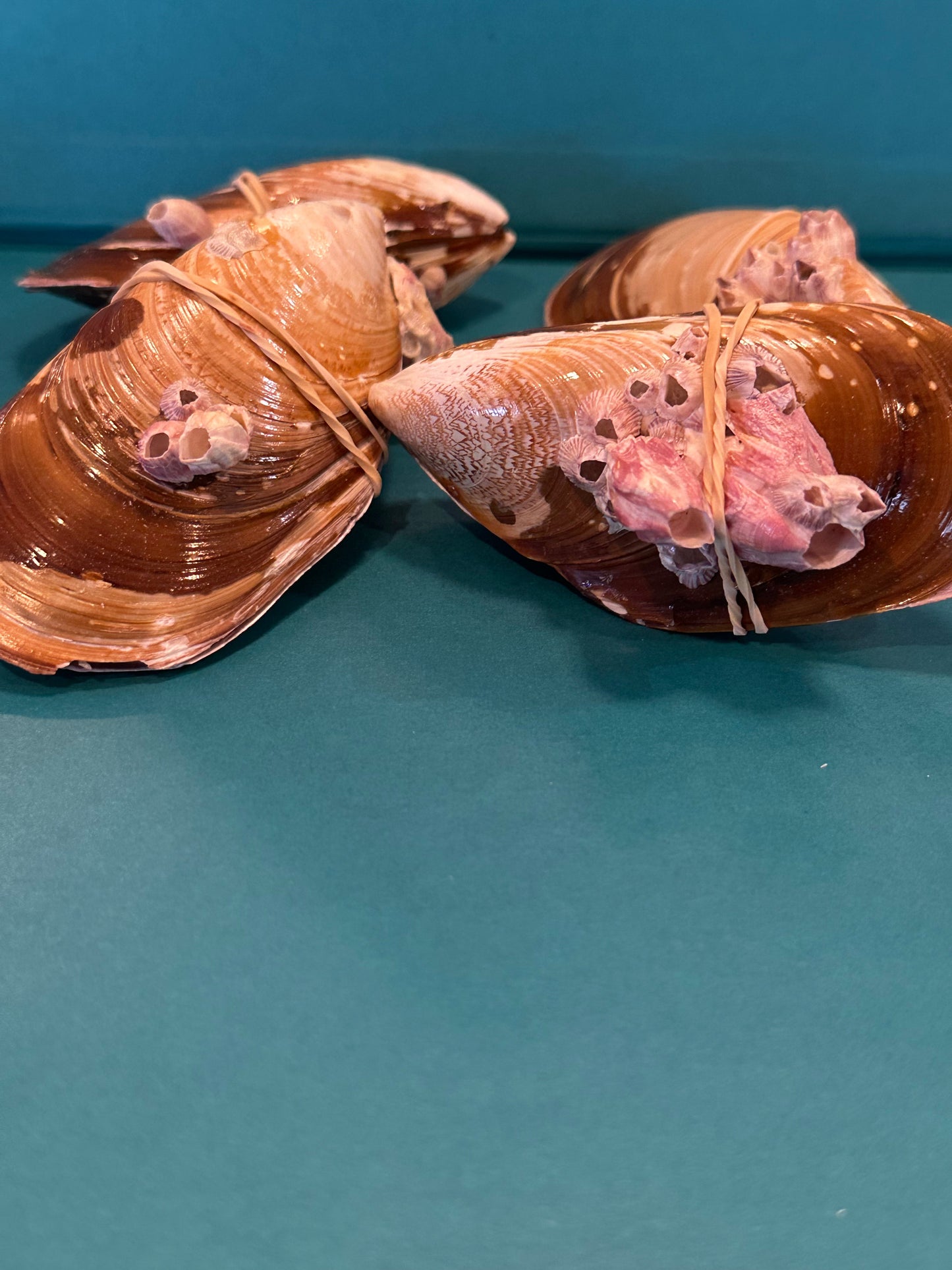 Natural Mussel Shell Pairs with Barnacles