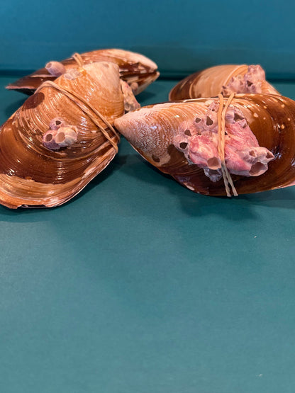 Natural Mussel Shell Pairs with Barnacles