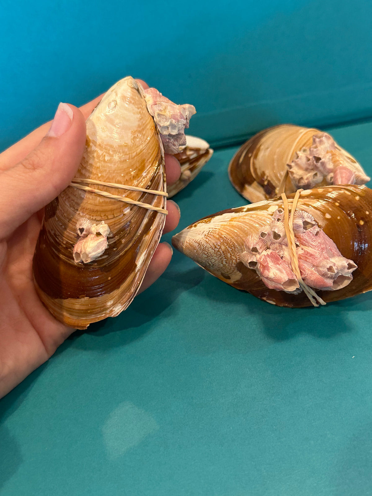 Natural Mussel Shell Pairs with Barnacles