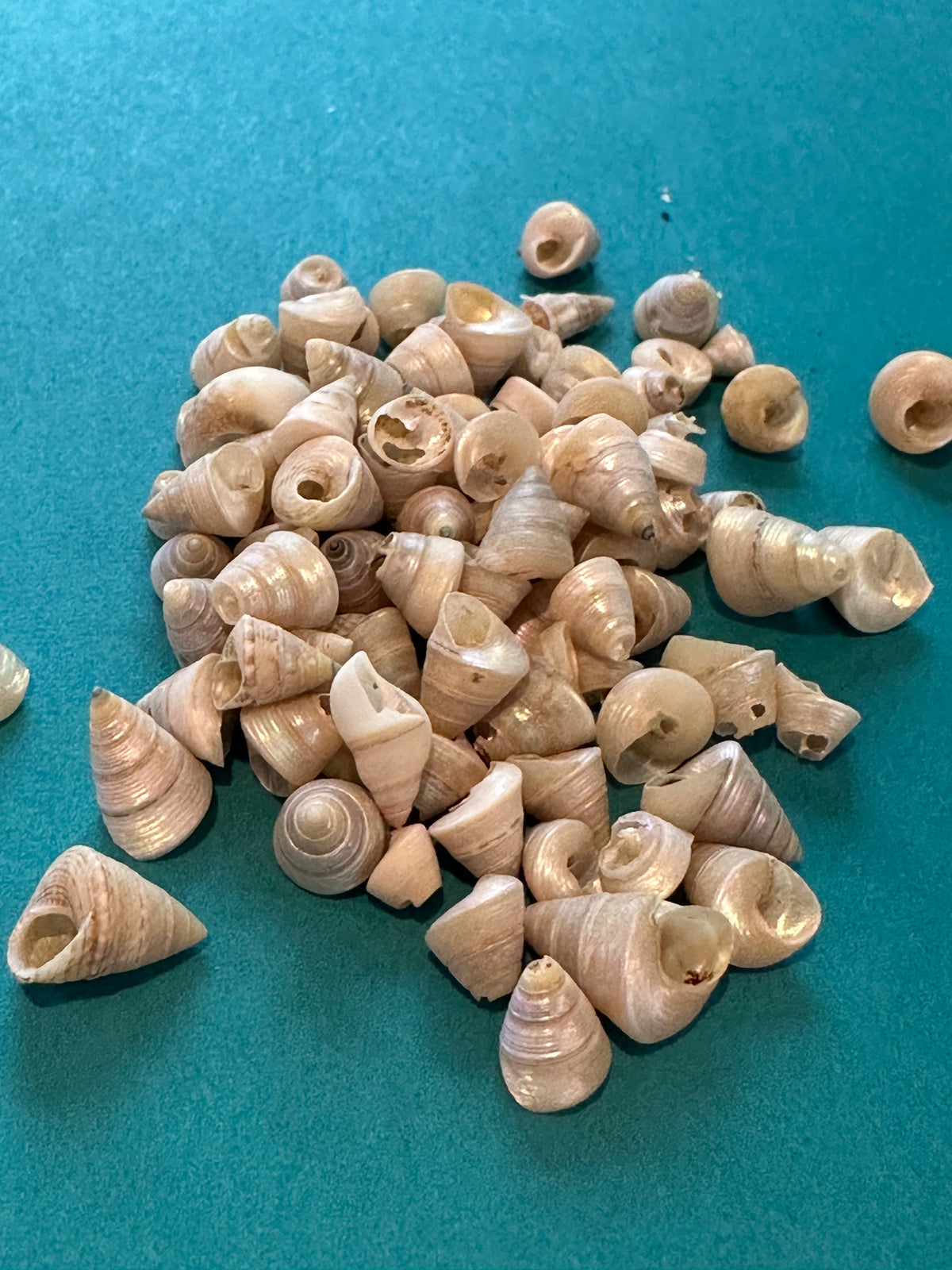 1 oz Mini Pearl Trochus Venetian Pearls