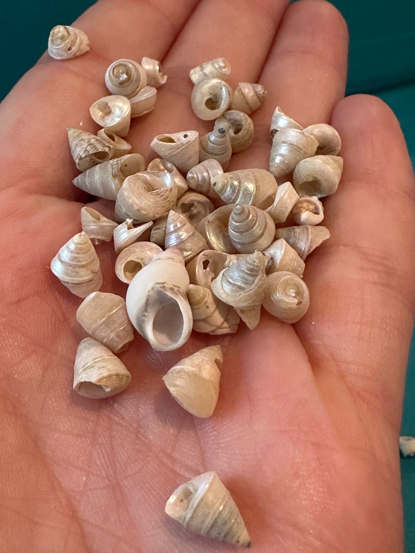 1 oz Mini Pearl Trochus Venetian Pearls