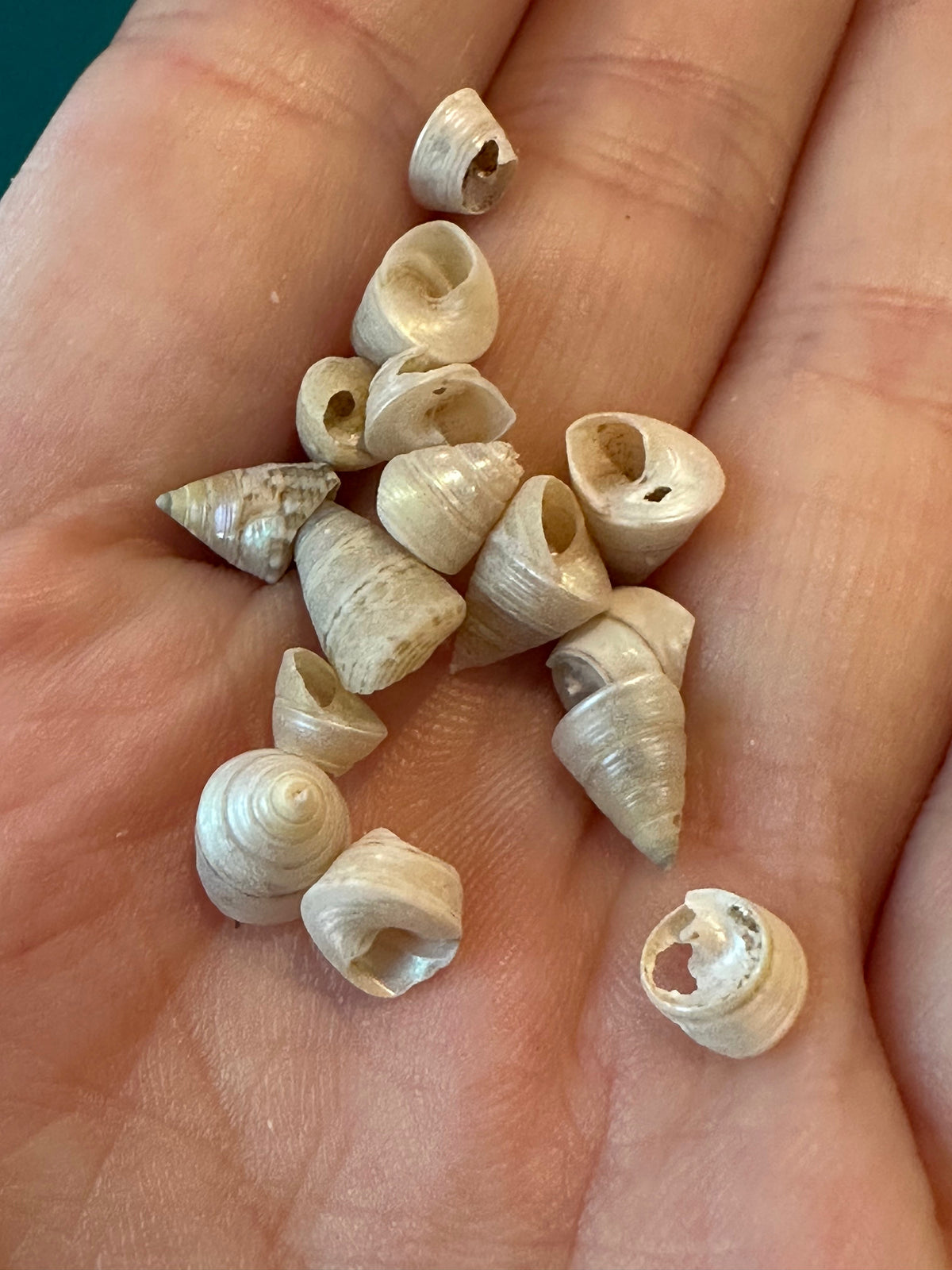 1 oz Mini Pearl Trochus Venetian Pearls