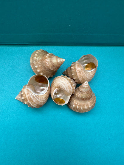 Hirase-gin-ebisu Top Shell- Bathybembix argenteonitens hirasei with Documentation