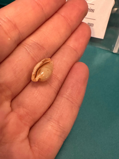 Martin's Cowrie - Cypraea martini with Documentation