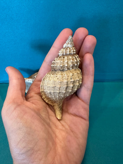 Oregon Hairy Triton - Fusitriton oregonensis with Documentation & Operculum