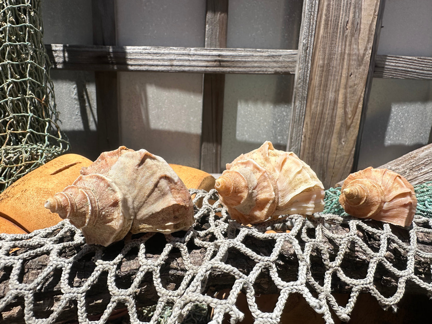 Growth Series Ezo Neptune - Neptunea polycostata with Documentation & Operculum