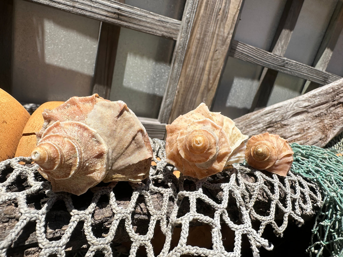 Growth Series Ezo Neptune - Neptunea polycostata with Documentation & Operculum