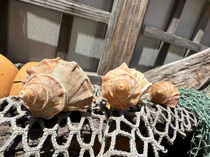Growth Series Ezo Neptune - Neptunea polycostata with Documentation & Operculum