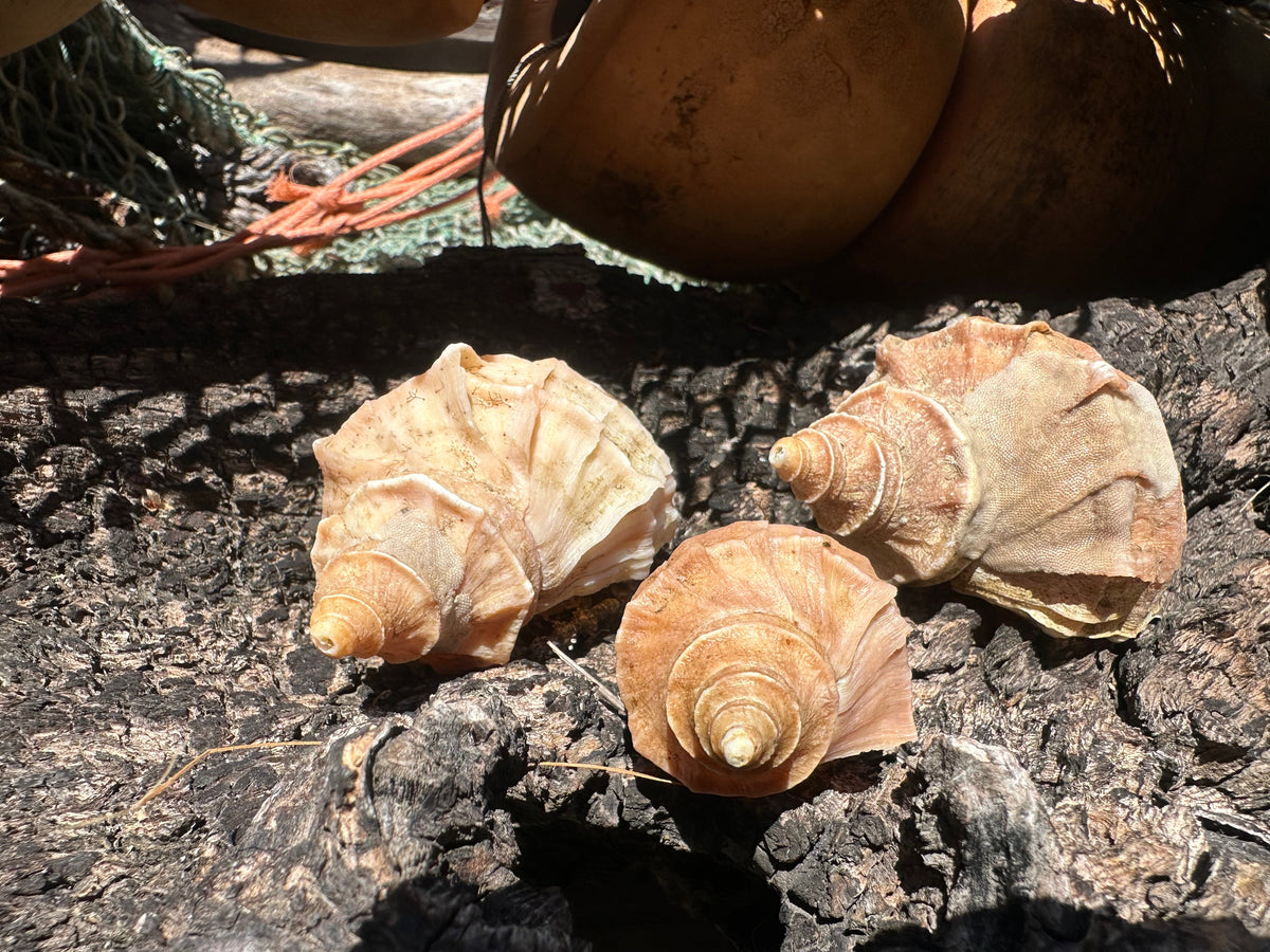 Growth Series Ezo Neptune - Neptunea polycostata with Documentation & Operculum