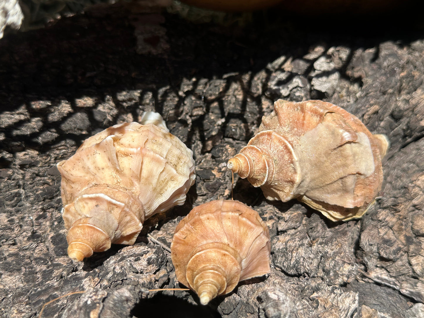 Growth Series Ezo Neptune - Neptunea polycostata with Documentation & Operculum