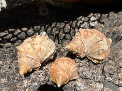 Growth Series Ezo Neptune - Neptunea polycostata with Documentation & Operculum