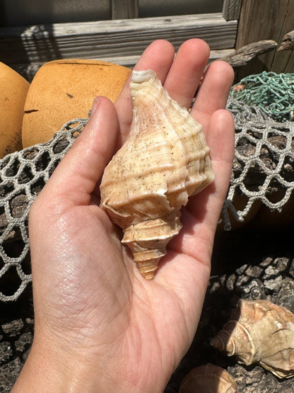 Growth Series Ezo Neptune - Neptunea polycostata with Documentation & Operculum