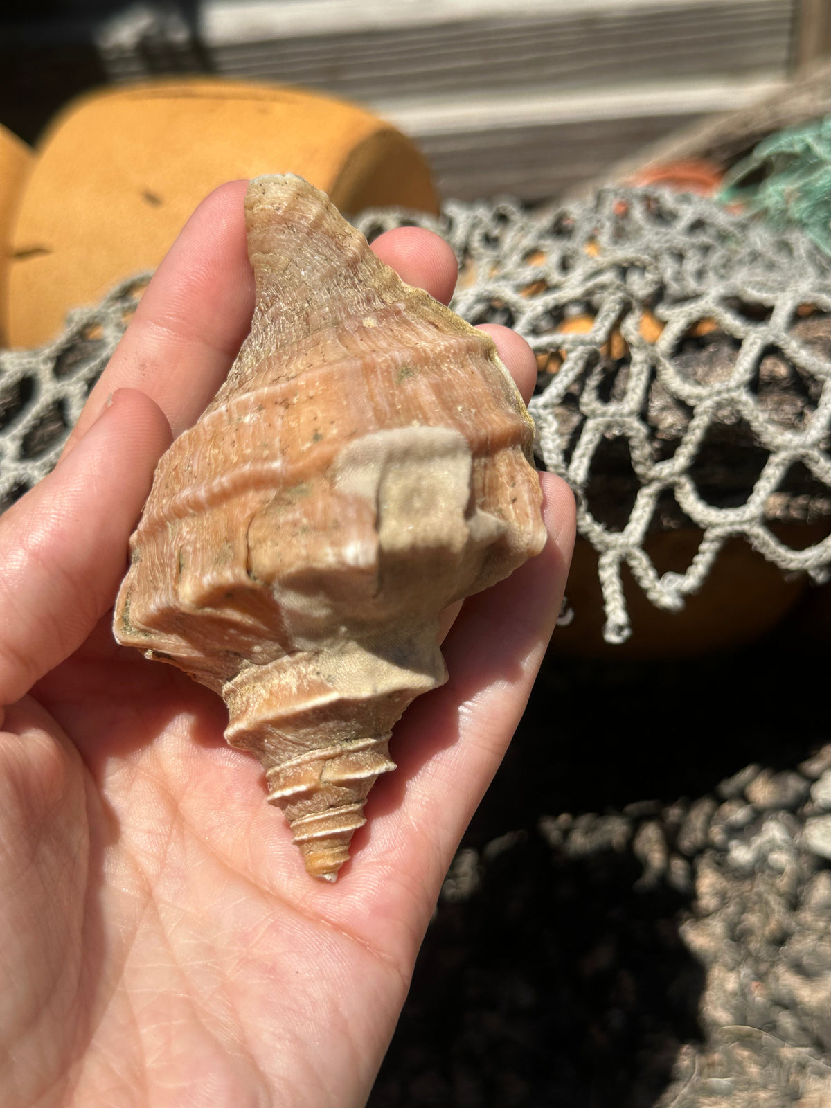 Growth Series Ezo Neptune - Neptunea polycostata with Documentation & Operculum