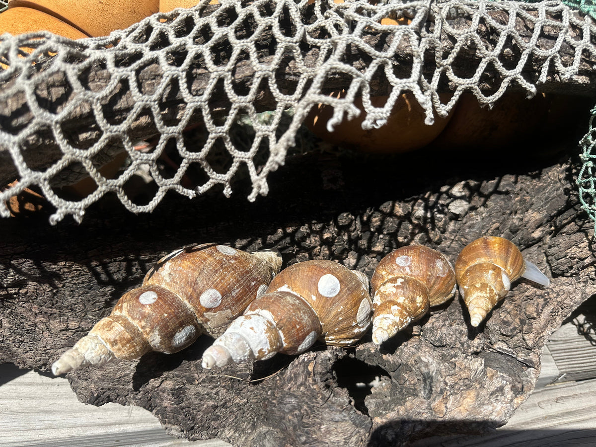 4 Shell Growth Series Friele Whelk - Beringius frielei with Documentation & Opercula
