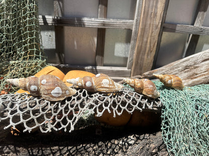 4 Shell Growth Series Friele Whelk - Beringius frielei with Documentation & Opercula
