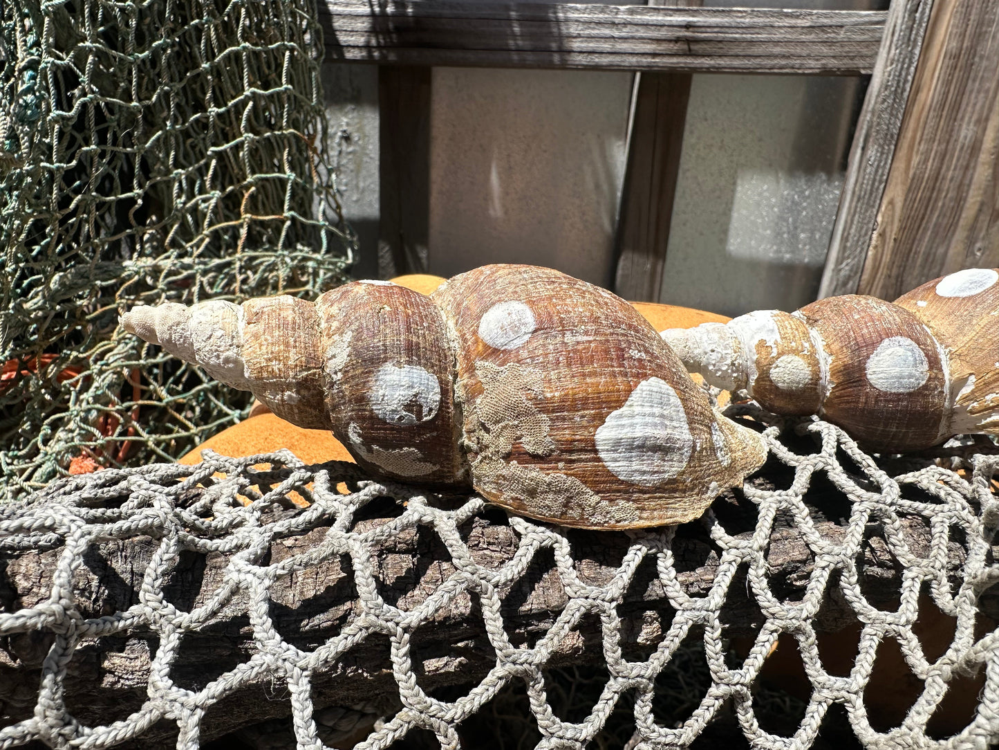 4 Shell Growth Series Friele Whelk - Beringius frielei with Documentation & Opercula