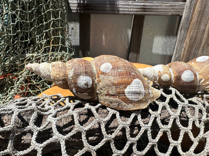 4 Shell Growth Series Friele Whelk - Beringius frielei with Documentation & Opercula