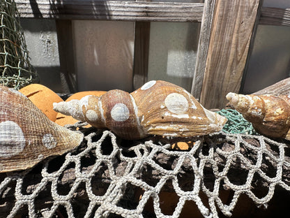 4 Shell Growth Series Friele Whelk - Beringius frielei with Documentation & Opercula