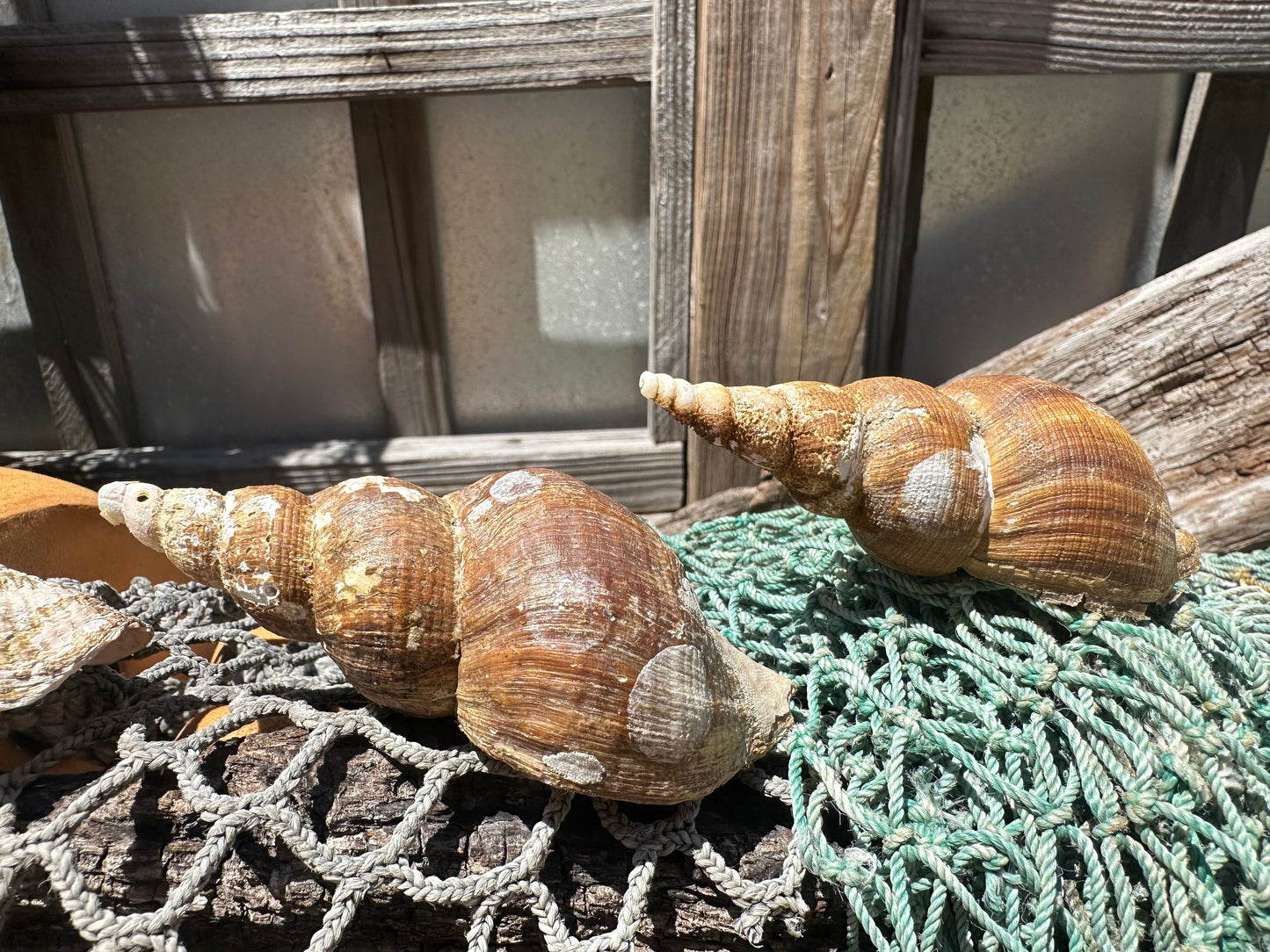 4 Shell Growth Series Friele Whelk - Beringius frielei with Documentation & Opercula