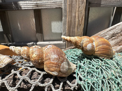 4 Shell Growth Series Friele Whelk - Beringius frielei with Documentation & Opercula