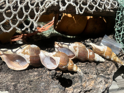 4 Shell Growth Series Friele Whelk - Beringius frielei with Documentation & Opercula