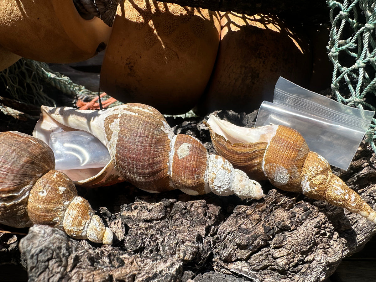 4 Shell Growth Series Friele Whelk - Beringius frielei with Documentation & Opercula
