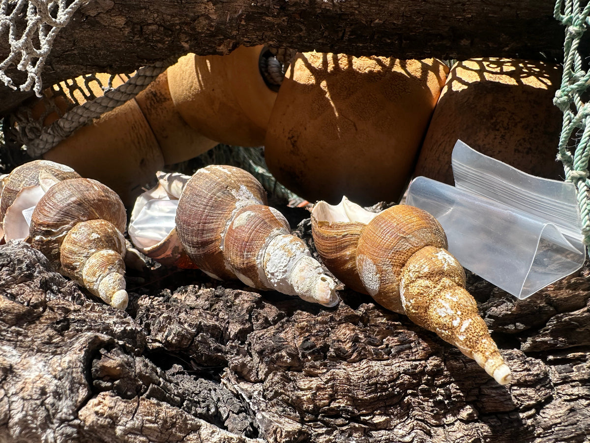4 Shell Growth Series Friele Whelk - Beringius frielei with Documentation & Opercula