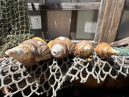 4 Shell Growth Series Friele Whelk - Beringius frielei with Documentation & Opercula