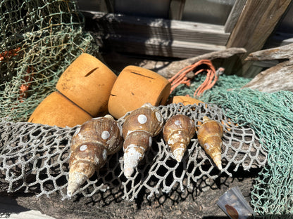 4 Shell Growth Series Friele Whelk - Beringius frielei with Documentation & Opercula