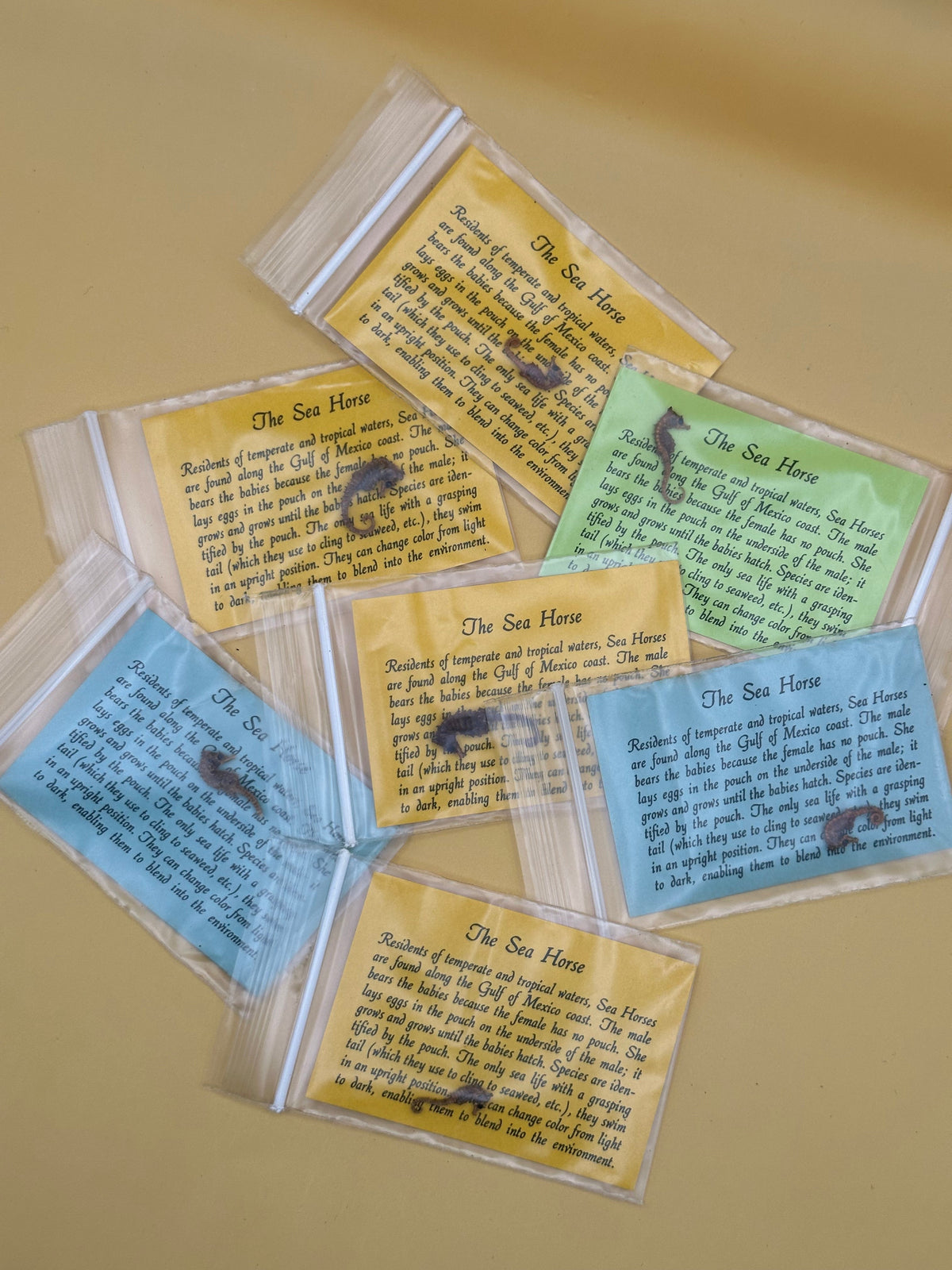 Dried Seahorses – Vintage Preserved Craft for DIY & Ocean Projects
