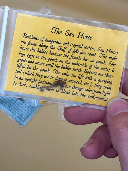Dried Seahorses – Vintage Preserved Craft for DIY & Ocean Projects
