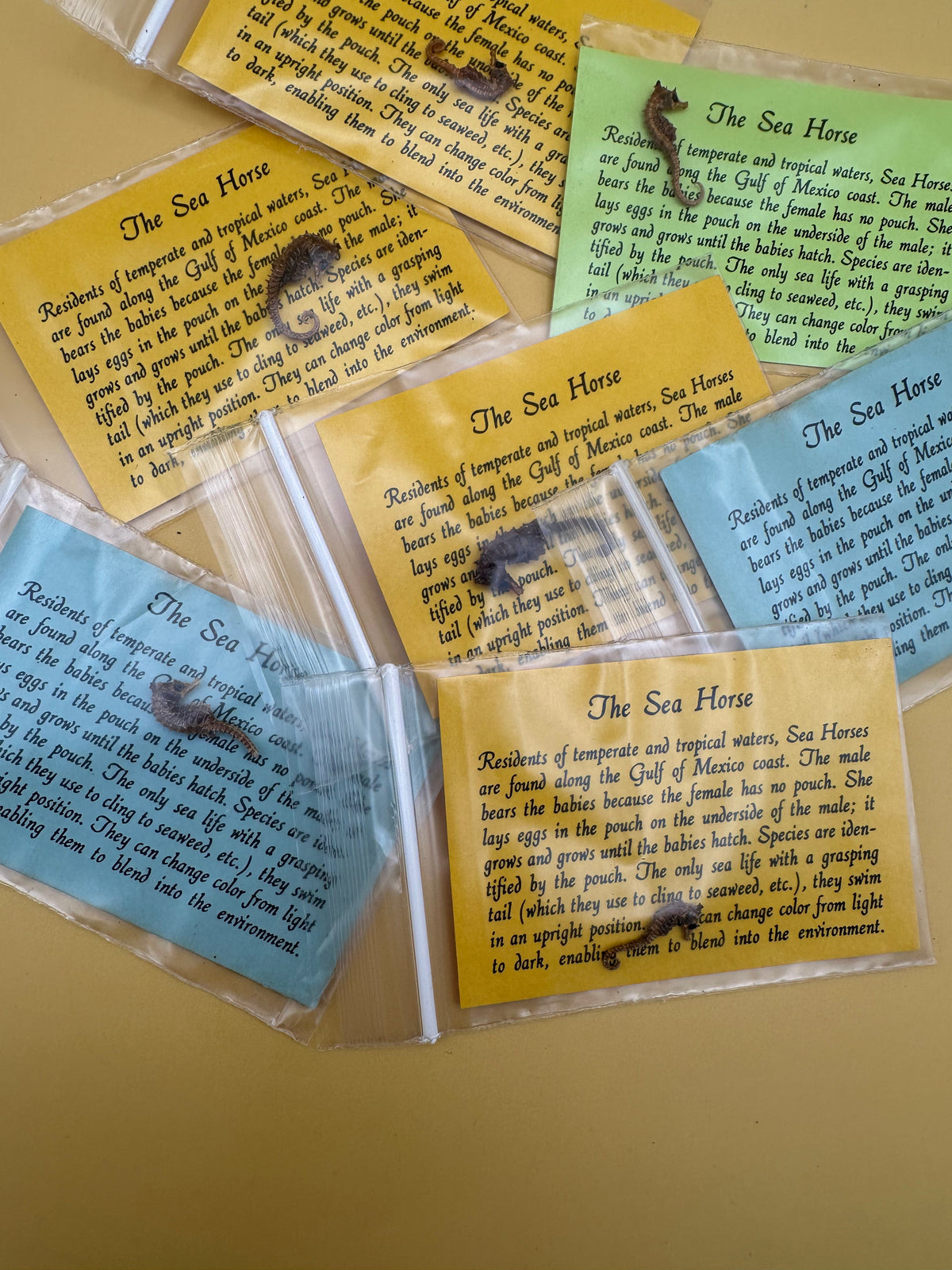 Dried Seahorses – Vintage Preserved Craft for DIY & Ocean Projects