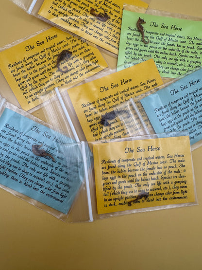 Dried Seahorses – Vintage Preserved Craft for DIY & Ocean Projects