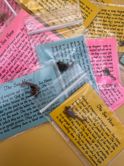 Dried Seahorses – Vintage Preserved Craft for DIY & Ocean Projects