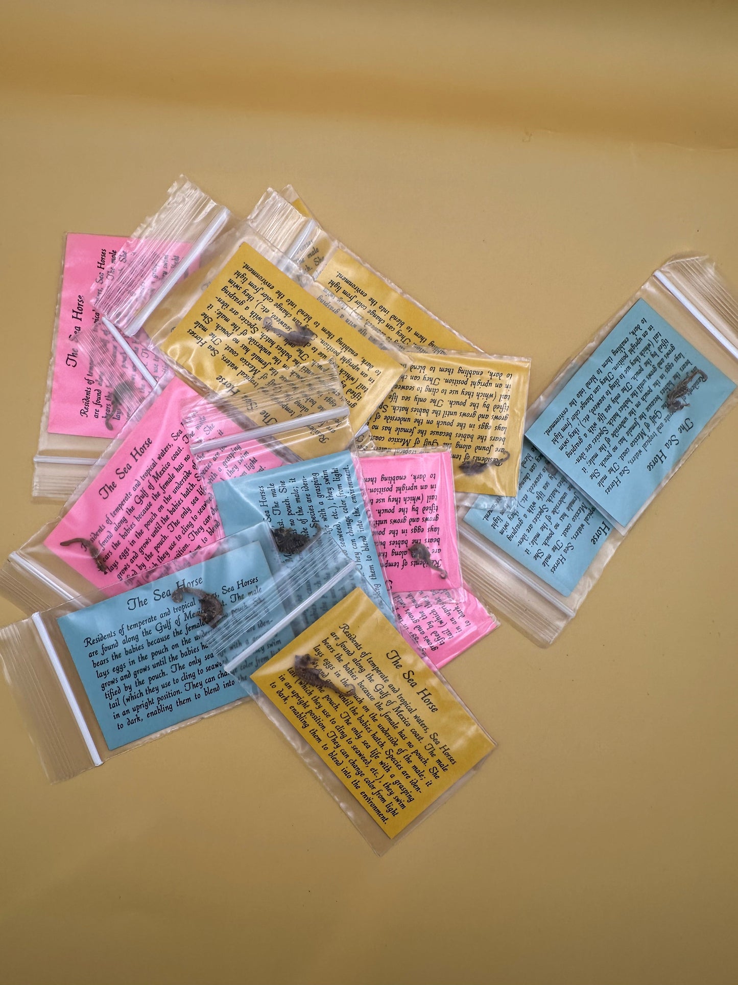 Dried Seahorses – Vintage Preserved Craft for DIY & Ocean Projects