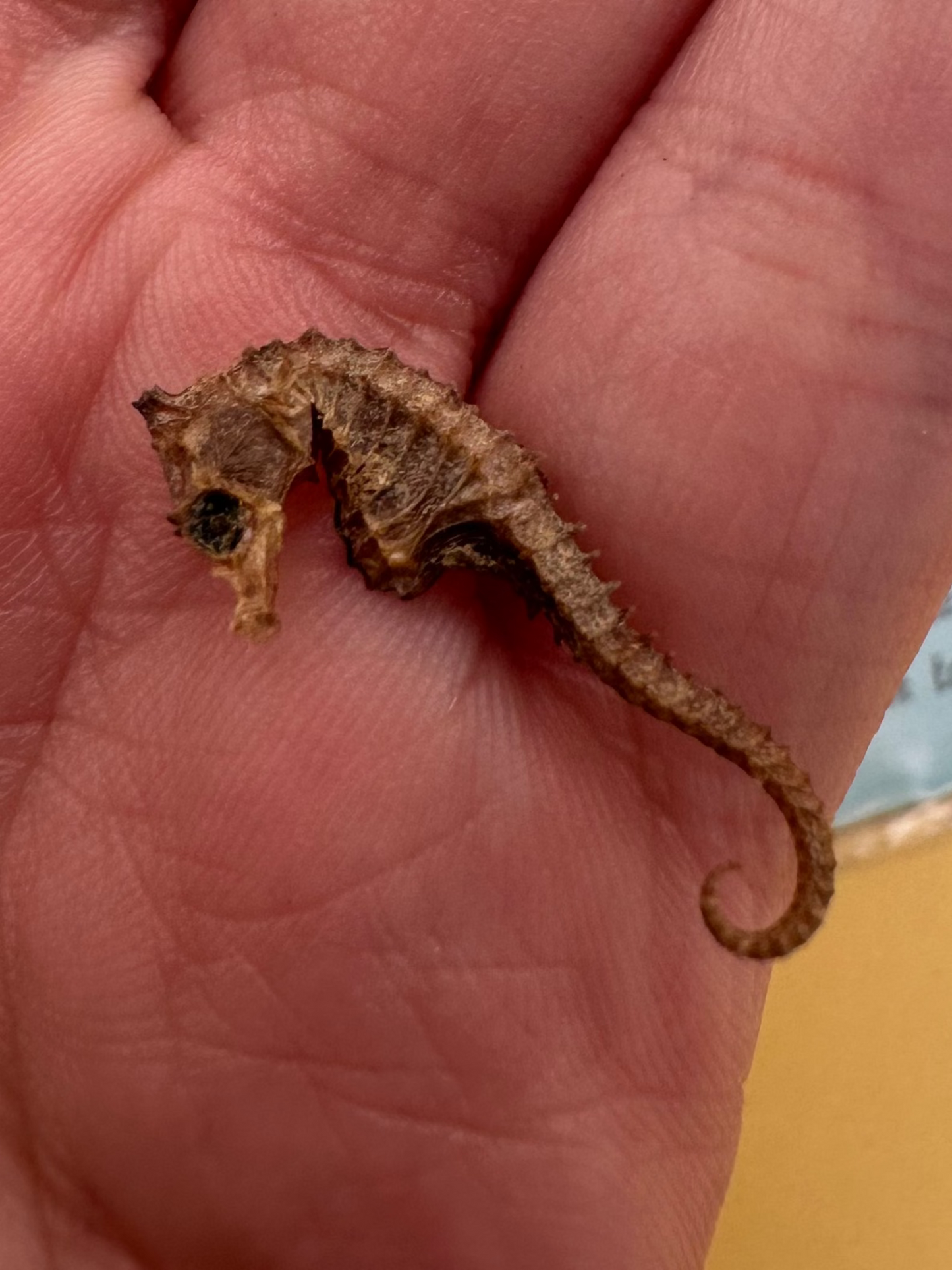 Dried Seahorses – Vintage Preserved Craft for DIY & Ocean Projects