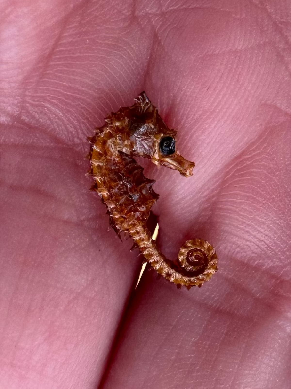 Dried Seahorses – Vintage Preserved Craft for DIY & Ocean Projects