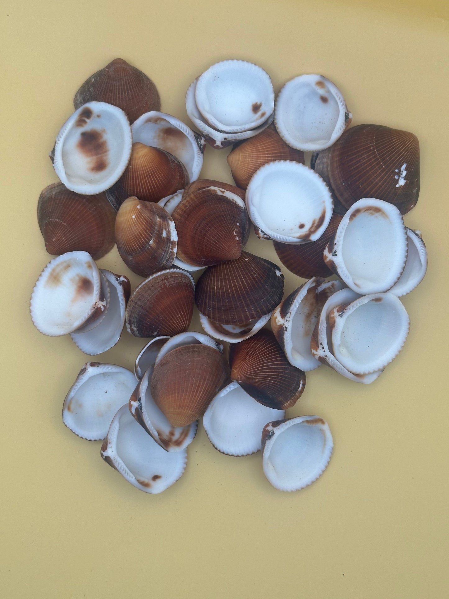 Brown Clam Shells- Craft Seashells
