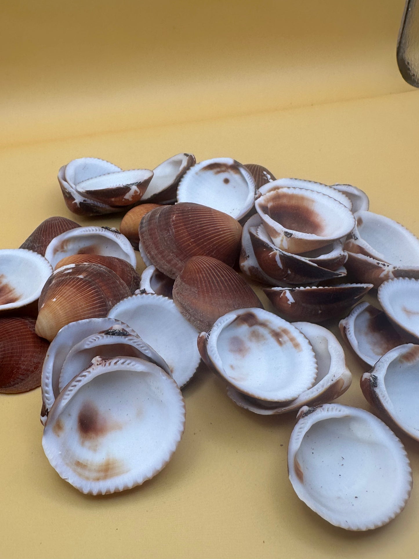 Brown Clam Shells- Craft Seashells