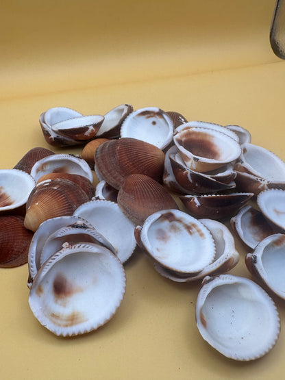 Brown Clam Shells- Craft Seashells