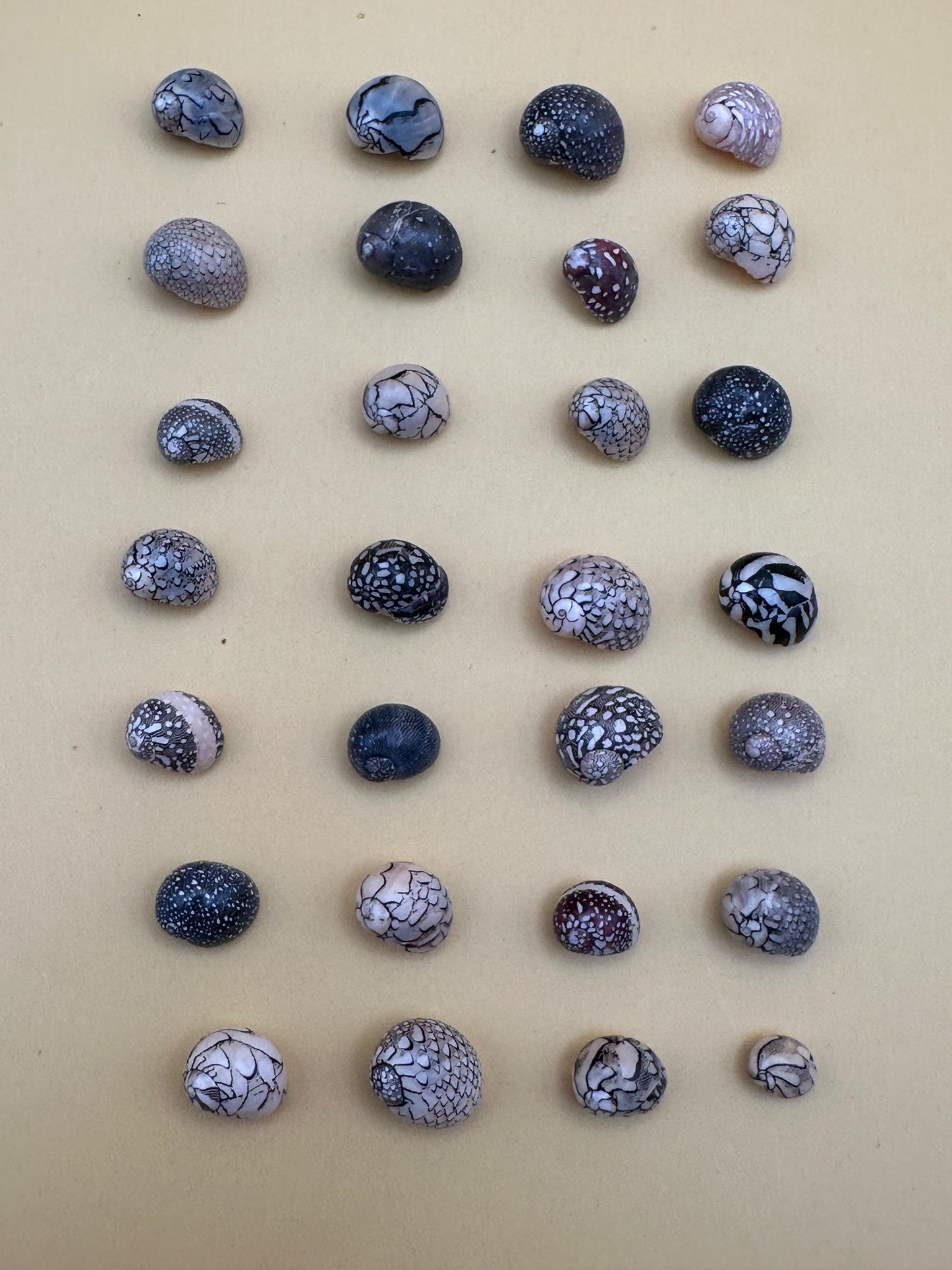 Bulk Mixed Micro Nerita Shells (Nerita sp.) – 10 Pieces Craft Shells for DIY & Collectors