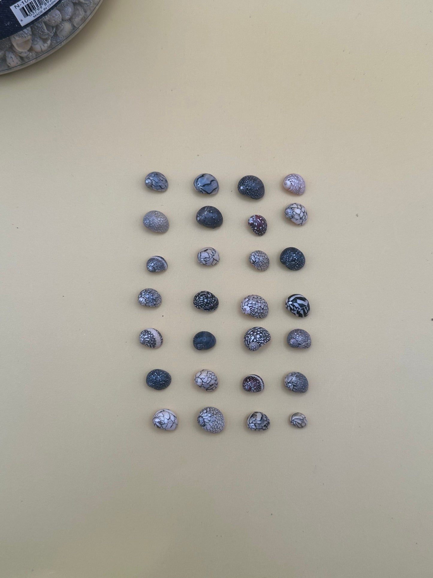 Bulk Mixed Micro Nerita Shells (Nerita sp.) – 10 Pieces Craft Shells for DIY & Collectors