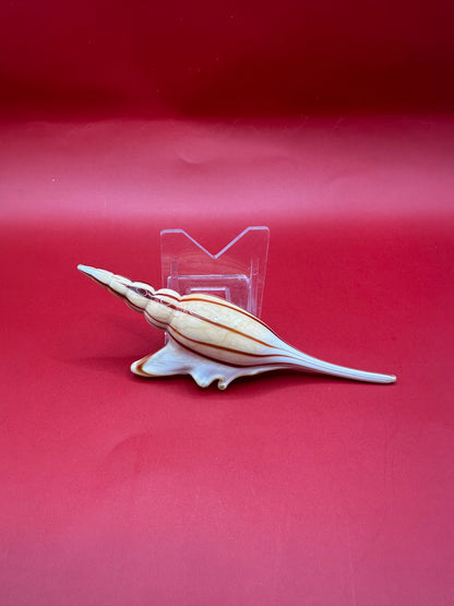 Glass Shell Sculpture – Coastal Home Decor 5-Inch Accent